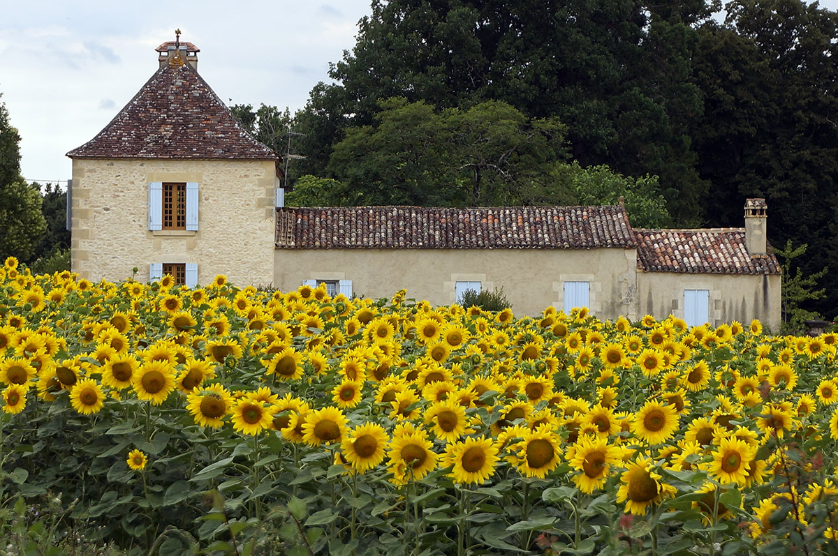 Solsikkemark i Dordogne