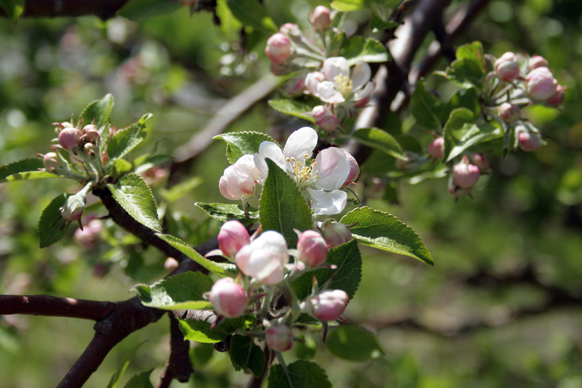 Æbleblomster i maj