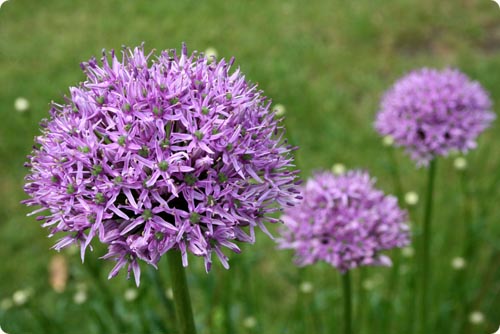 Allium