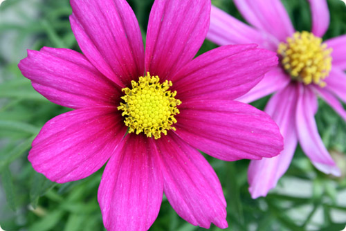 Pink Cosmos