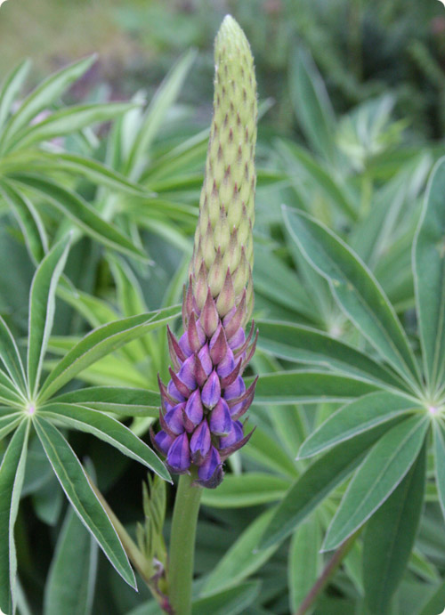 Den første Lupin