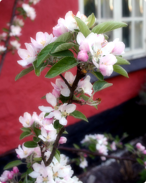 Æbleblomster