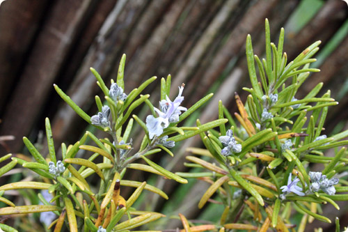 Rosmarinen blomstrer