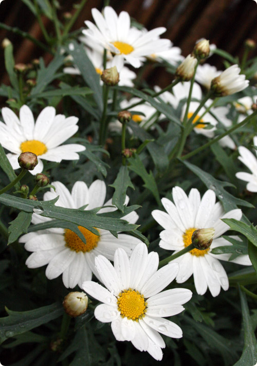 Margueritter