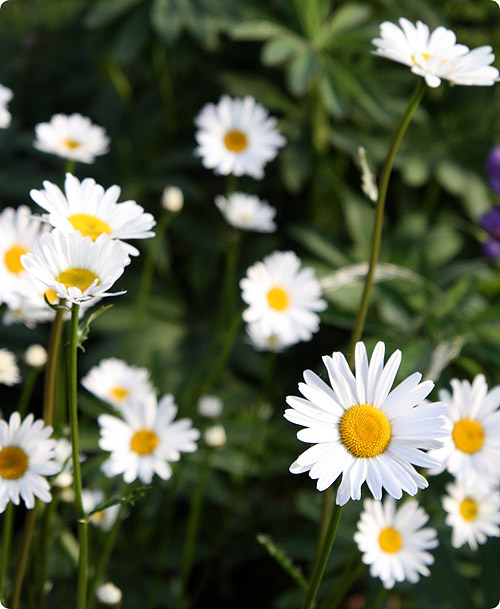 Marguerit