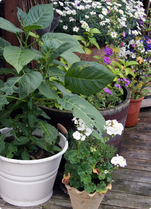 Sneglebidt Brugmansia