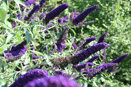 Sommerfuglebusk i blomst