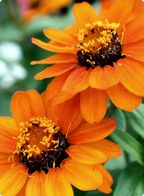 Sommer Sommer