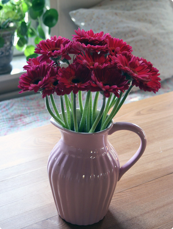 Pink Gerbera i tæt formation