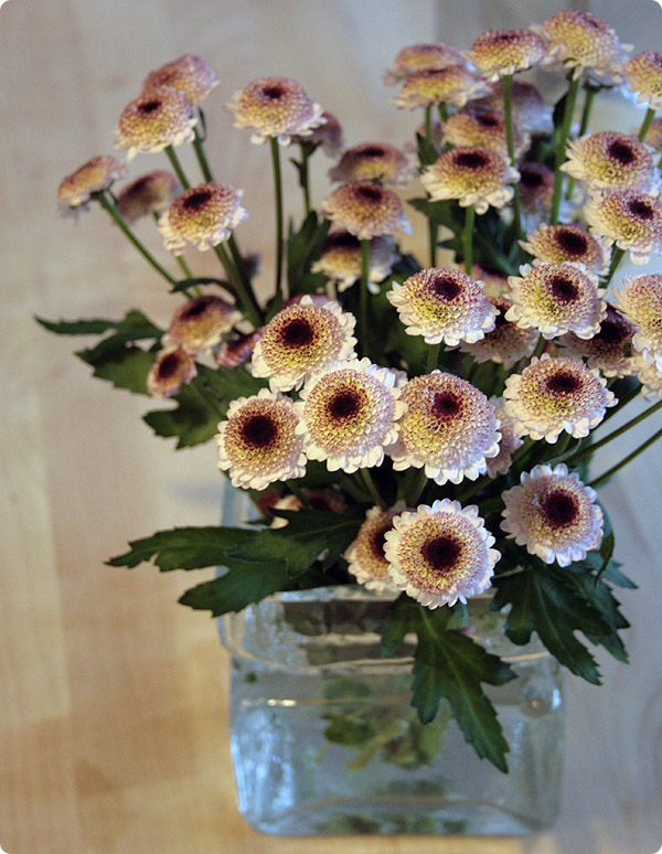 Krysantemum