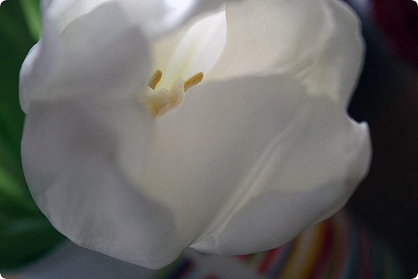 Hvide tulipaner