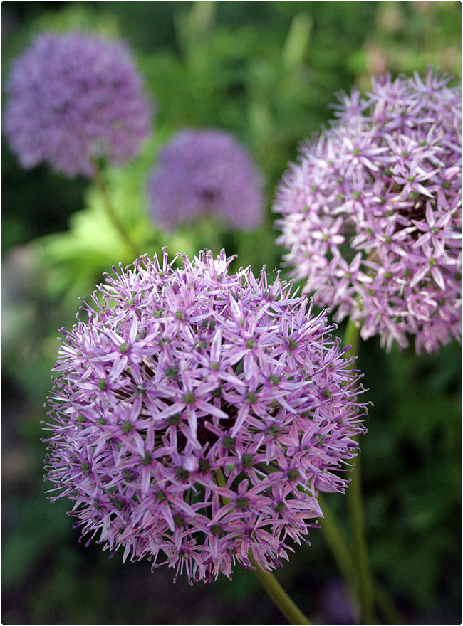 Allium