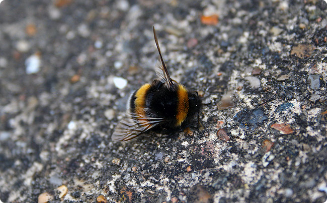 Død bi