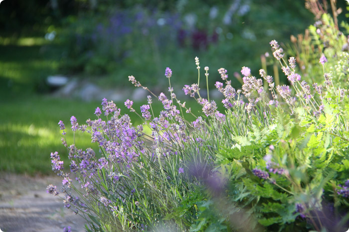 Sommerhave