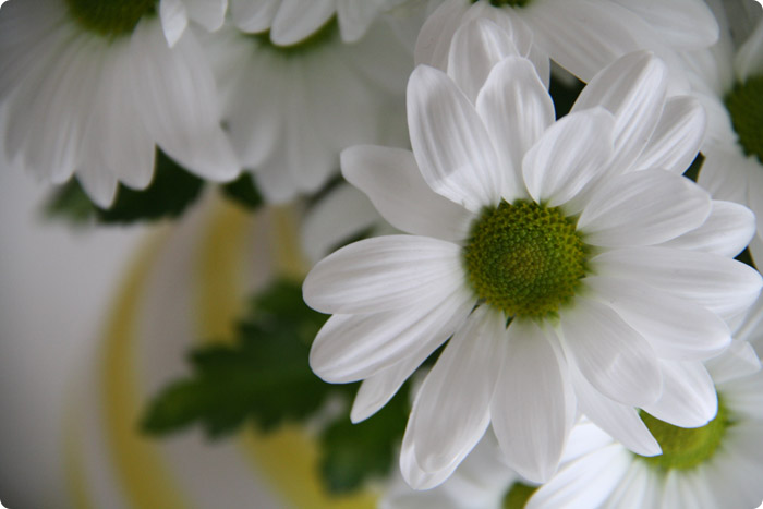 Marguerit