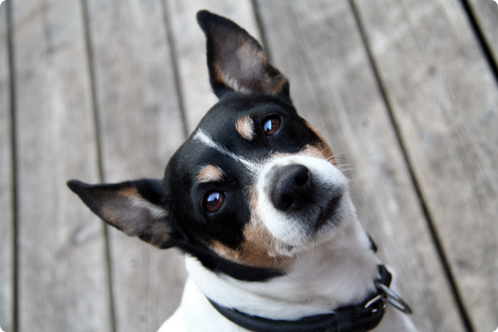 Oskar