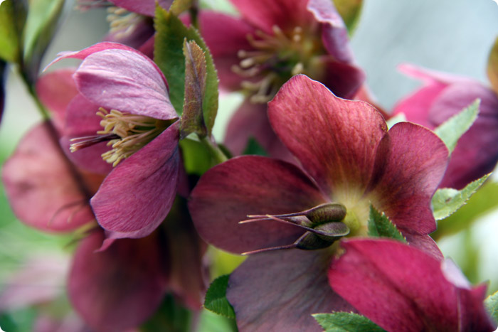 Helleborus