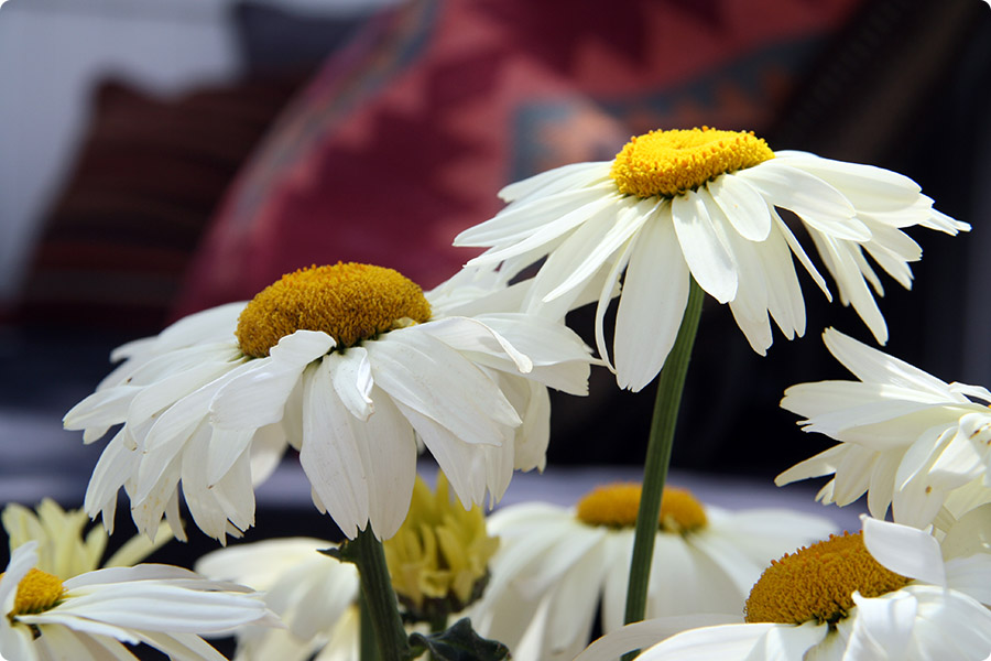 Blomster på Feddet