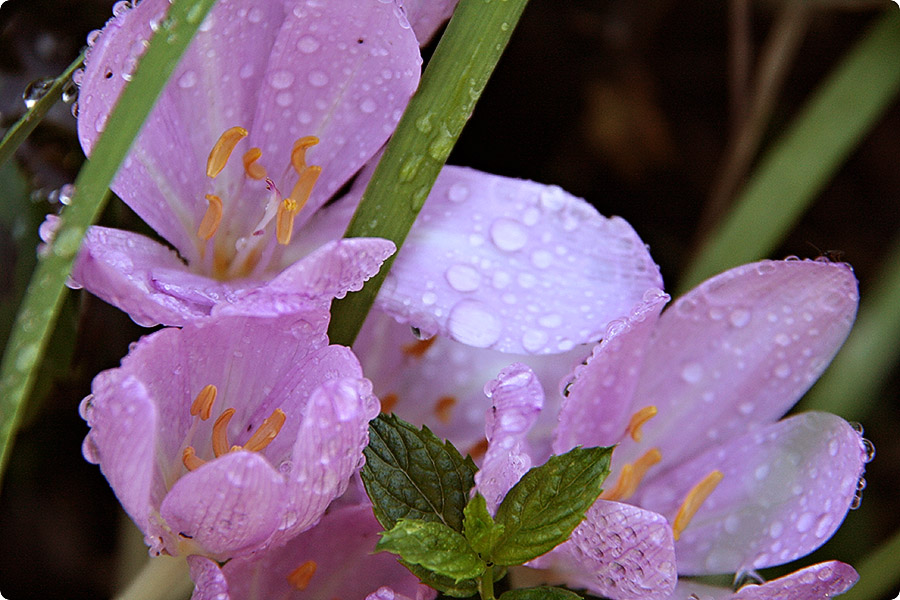 Septemberkrokus