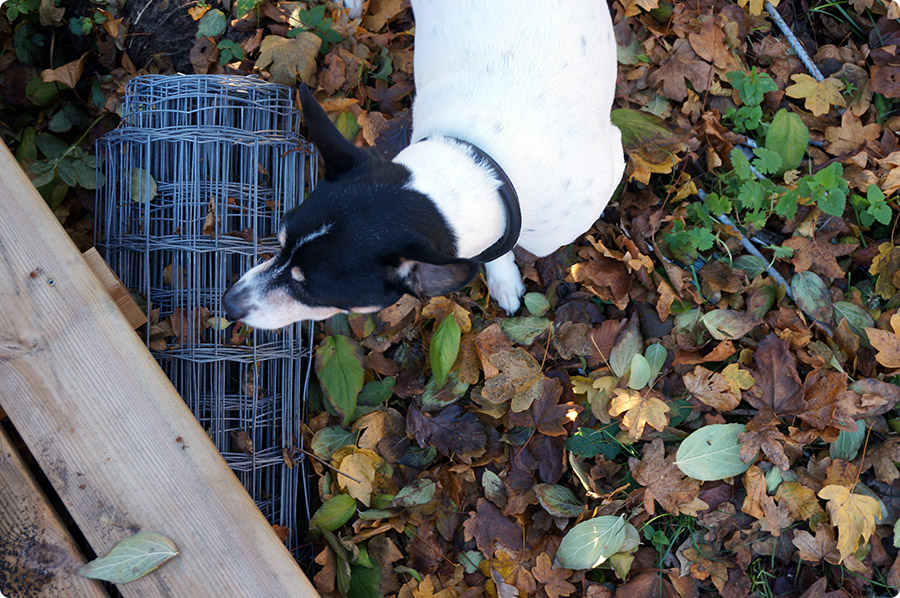 Hundehegn han har ydmyget os for sidste gang. Måske ... af Slagt en hellig ko