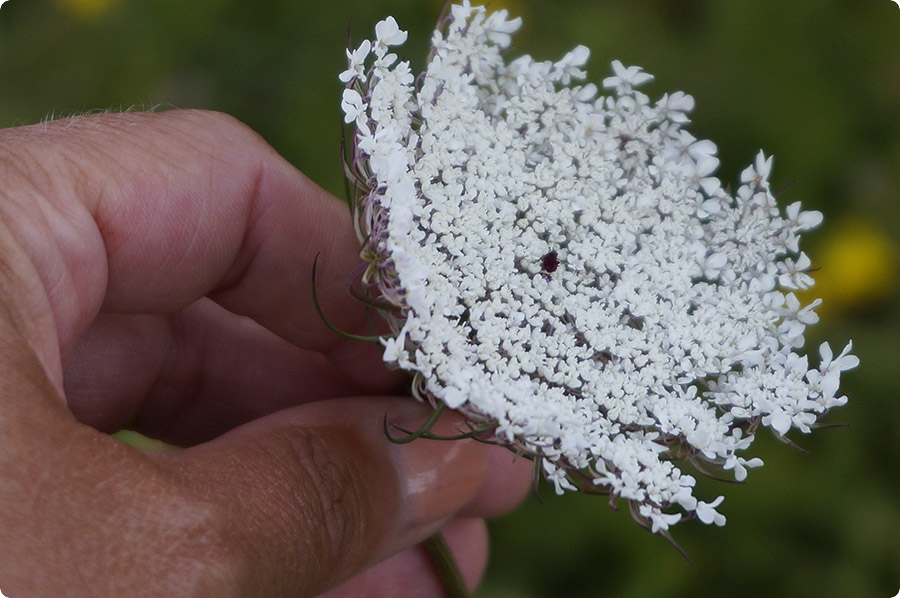 Hverdagsblomst