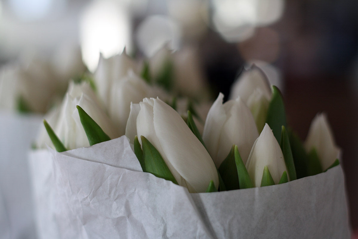 Knasende sprøde tulipaner