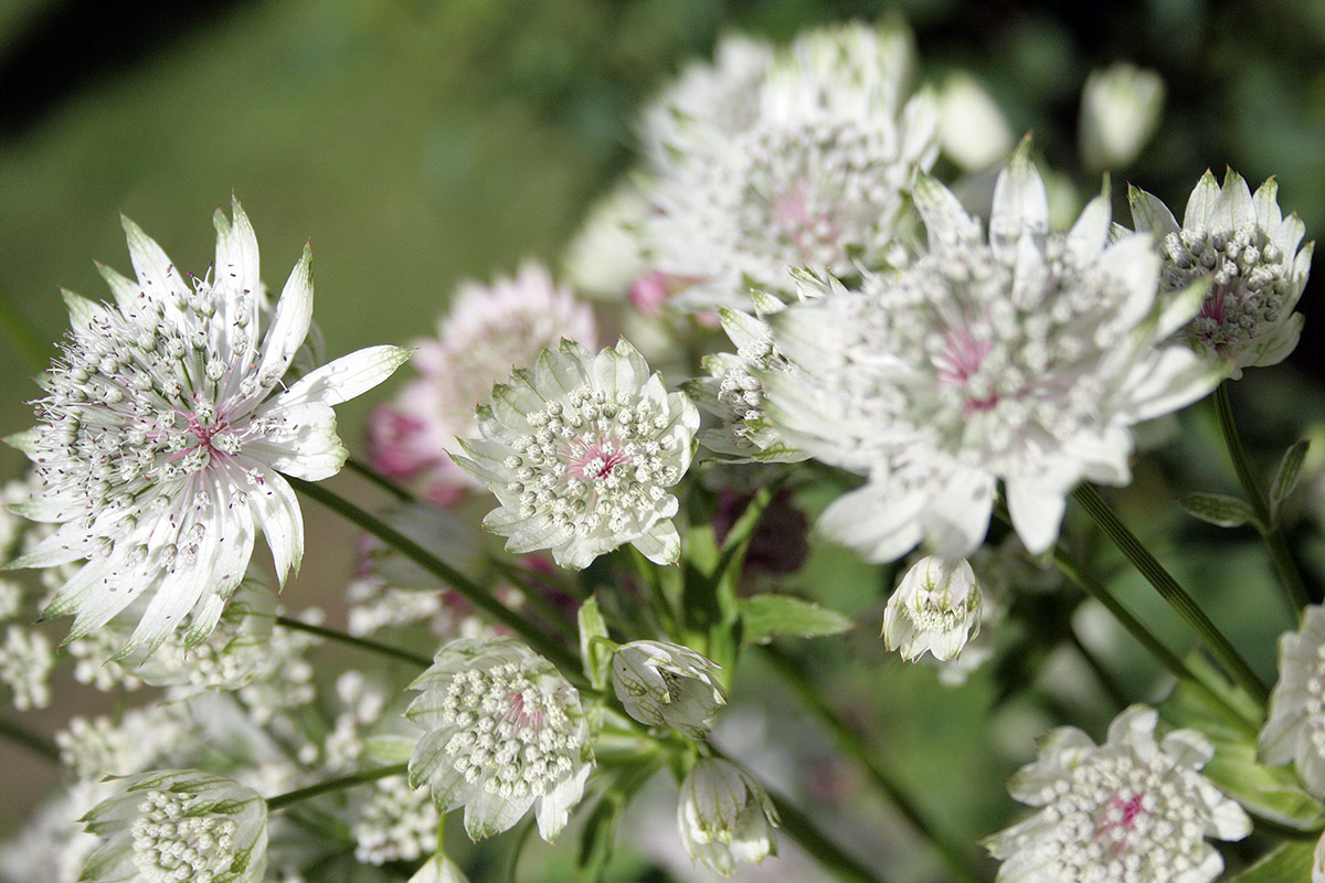 Sommerblomst