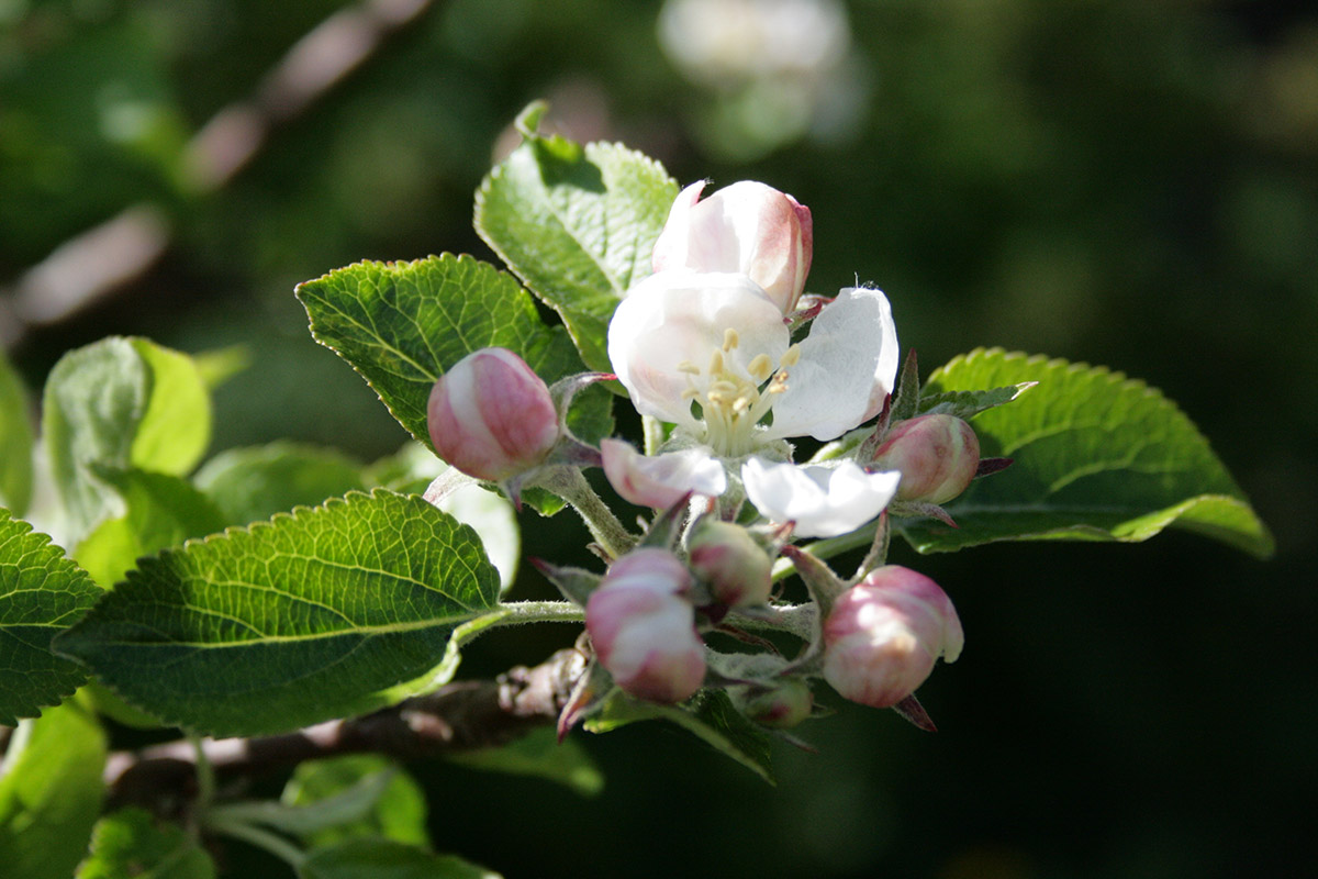 Æbleblomster i maj