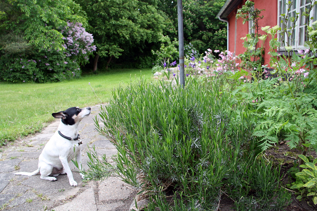 Oskar, den søde, tossede hund