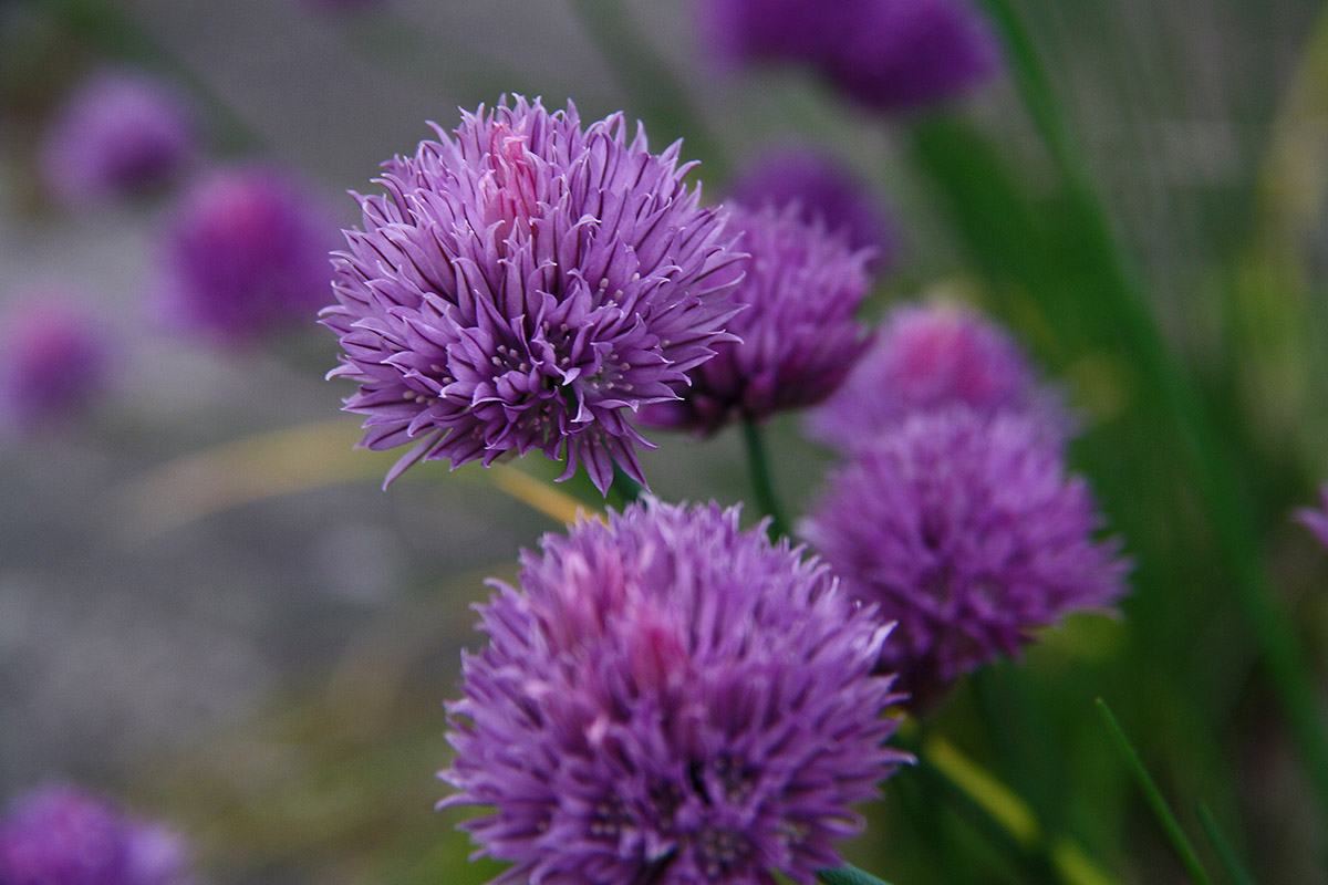 Purløgsblomster