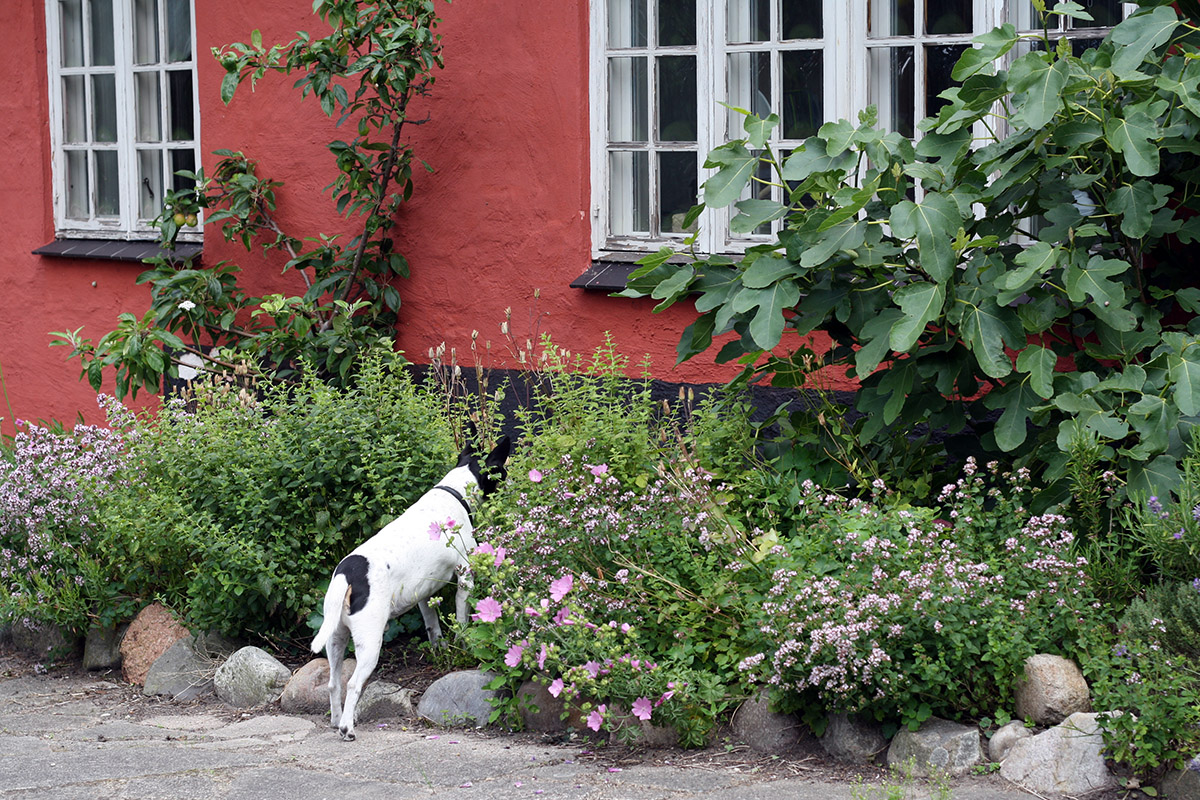 Oskar i urtebeddet