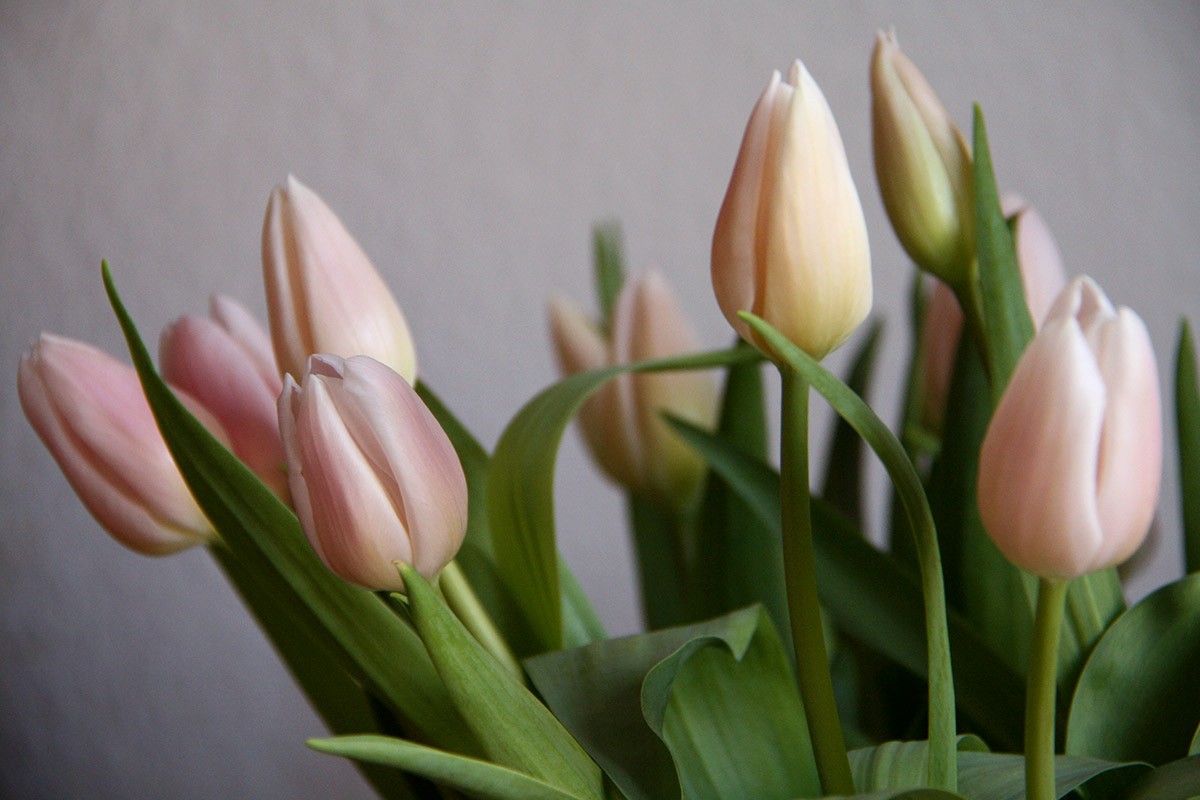 Tulipaner