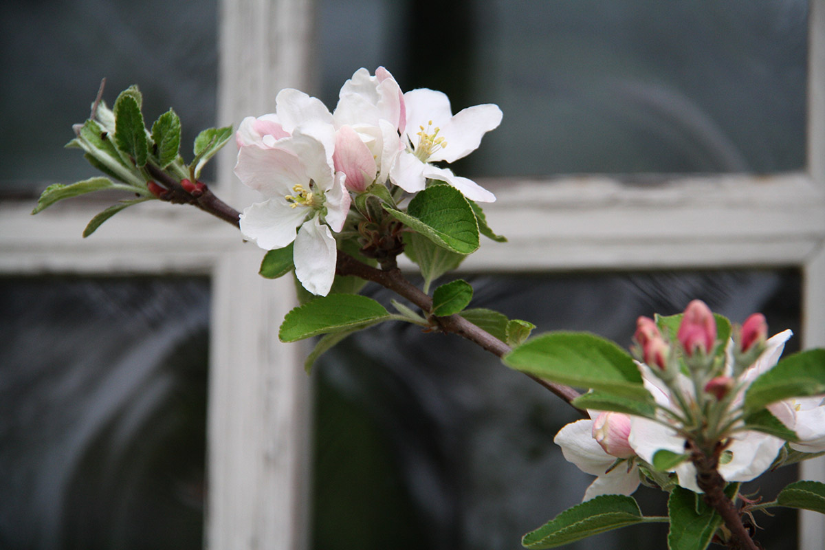 Frugttræ i blomst - det er fredag og snart weekend