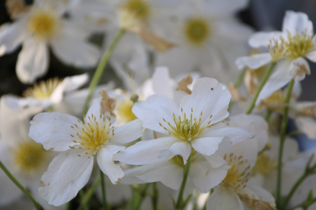 Clematis