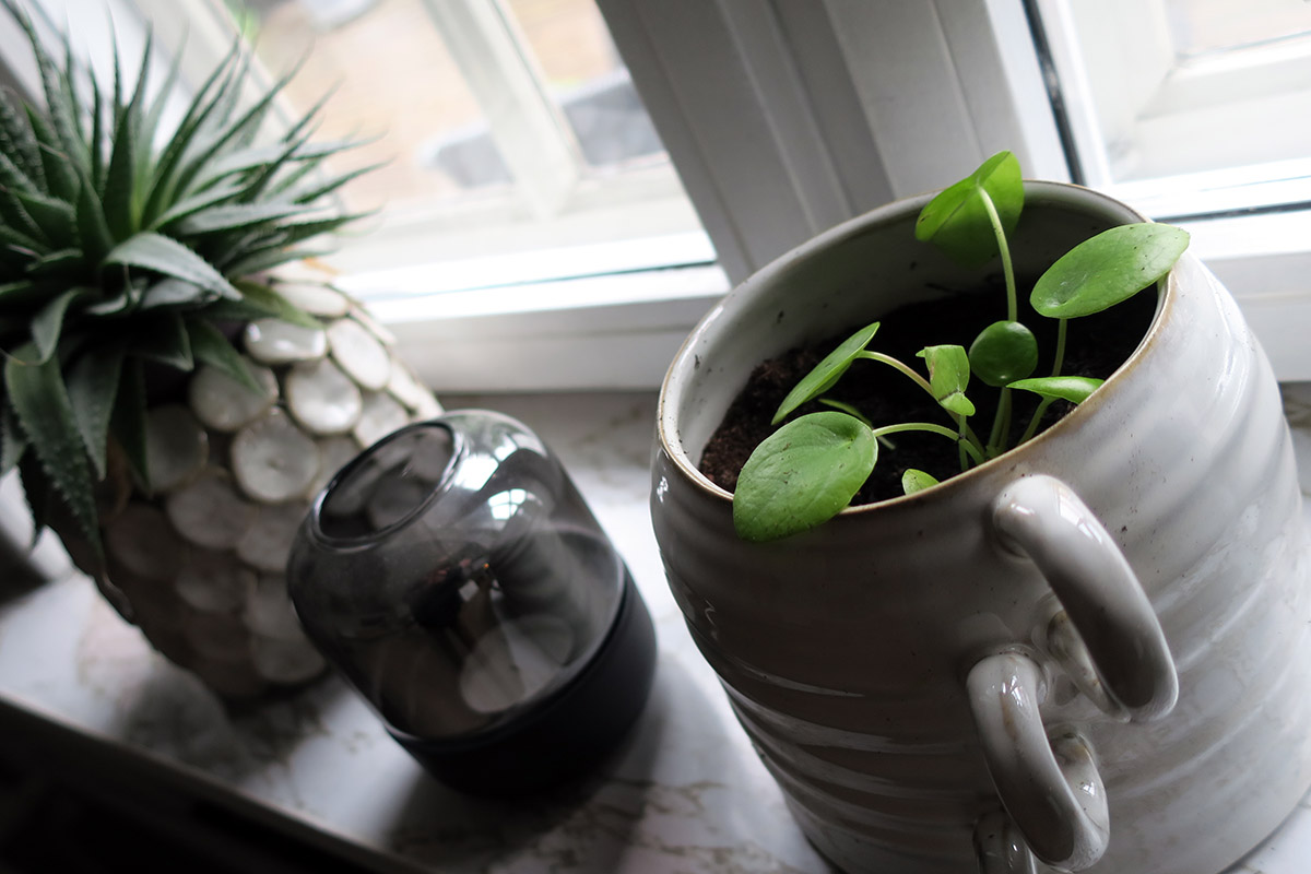 En lille og meget velkommen Pilea peperomioides eller pengeplante