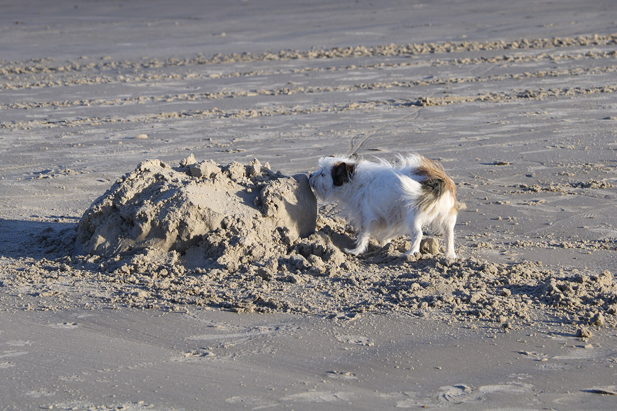 Vi indretter, fylder op og smider ud, men en af dagene var Molly på Blokhus Strand