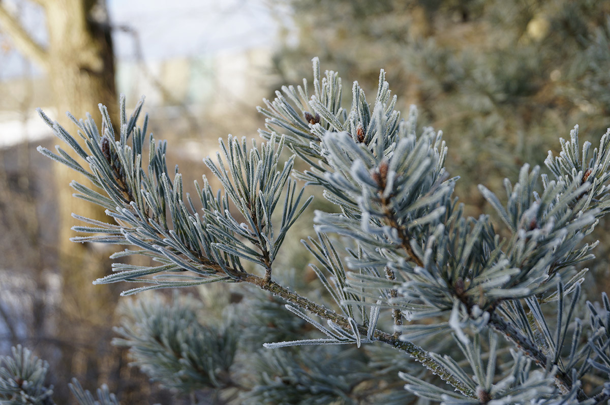 Frost og sne er foretrukket fremfor storm