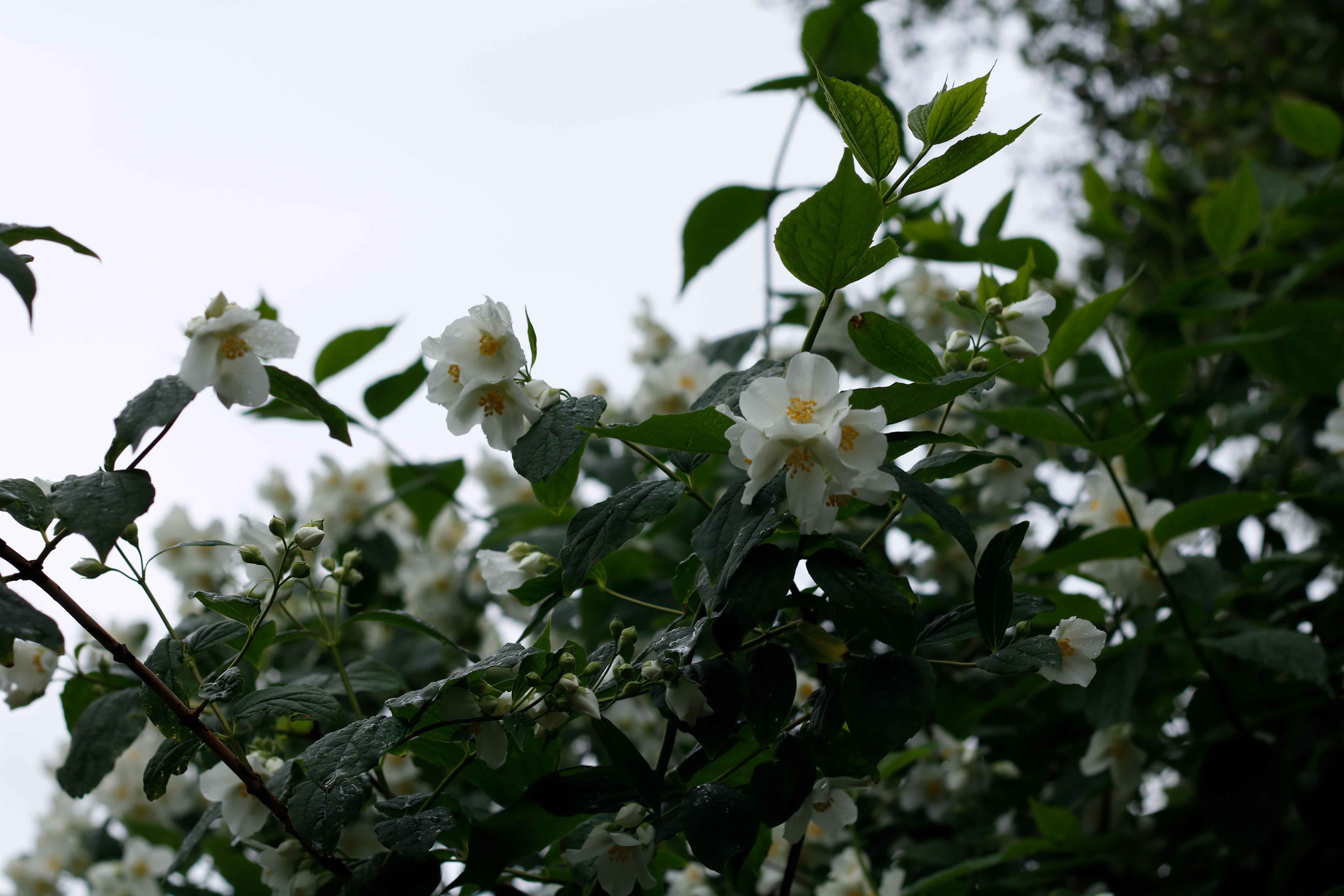 Eksrygeren Liselotte flytter i dag.