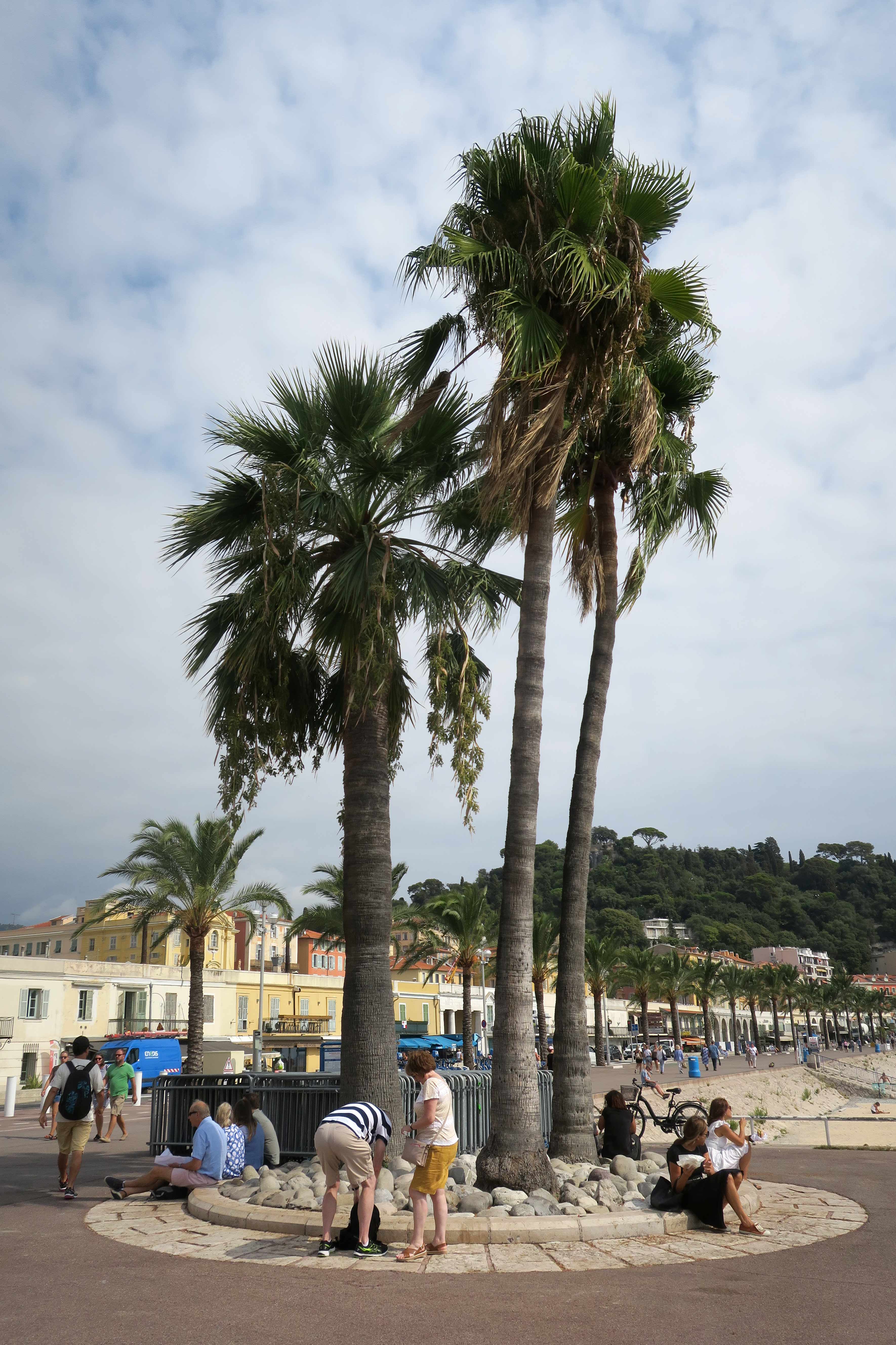 Sydfrankrig og Nice med Promenade des Anglais